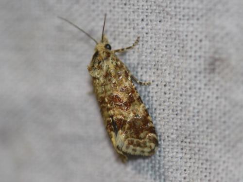 Réf. 327 837 : Aethes margarotana